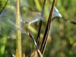Pelargonium longicaule twisted fruit